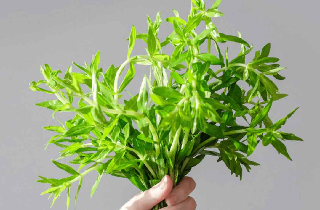 Loại rau này mọc rất phổ biến tại Việt Nam