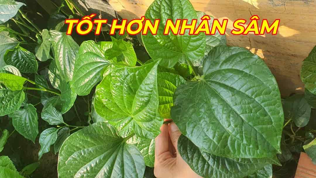 Bò nướng lá lốt áp chảo