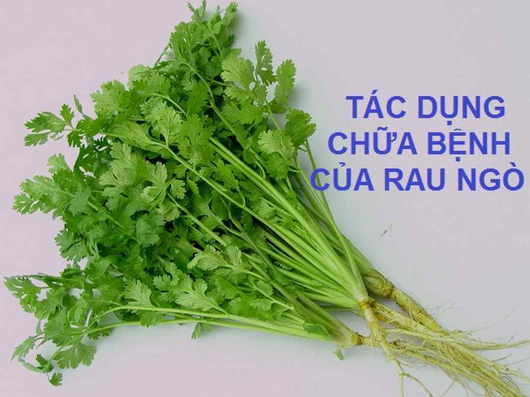 Các loại cây rau mùi và công dụng của chúng trong điều trị bệnh