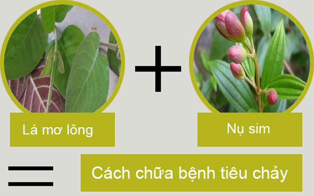 Công dụng sức khỏe của lá mơ: trị tiêu chảy