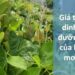 Giá trị dinh dưỡng của lá mơ