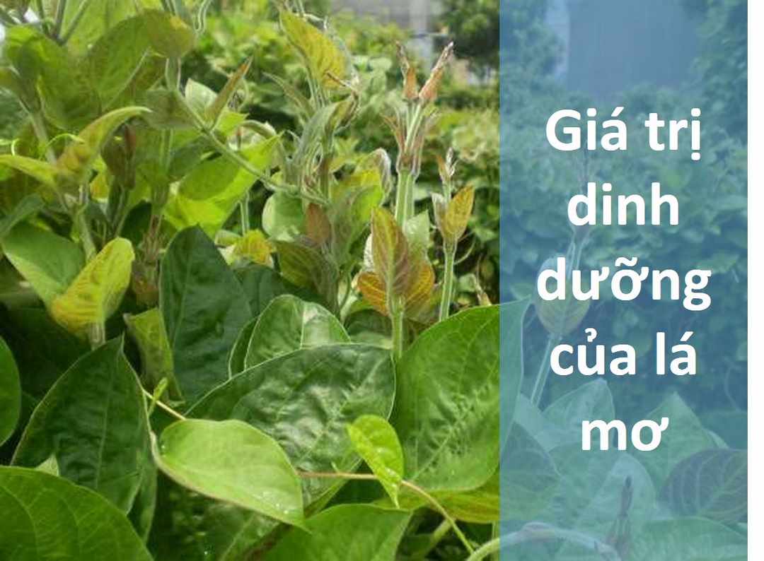 Giá trị dinh dưỡng của lá mơ