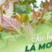 Tác hại của lá mơ khi ăn quá nhiều
