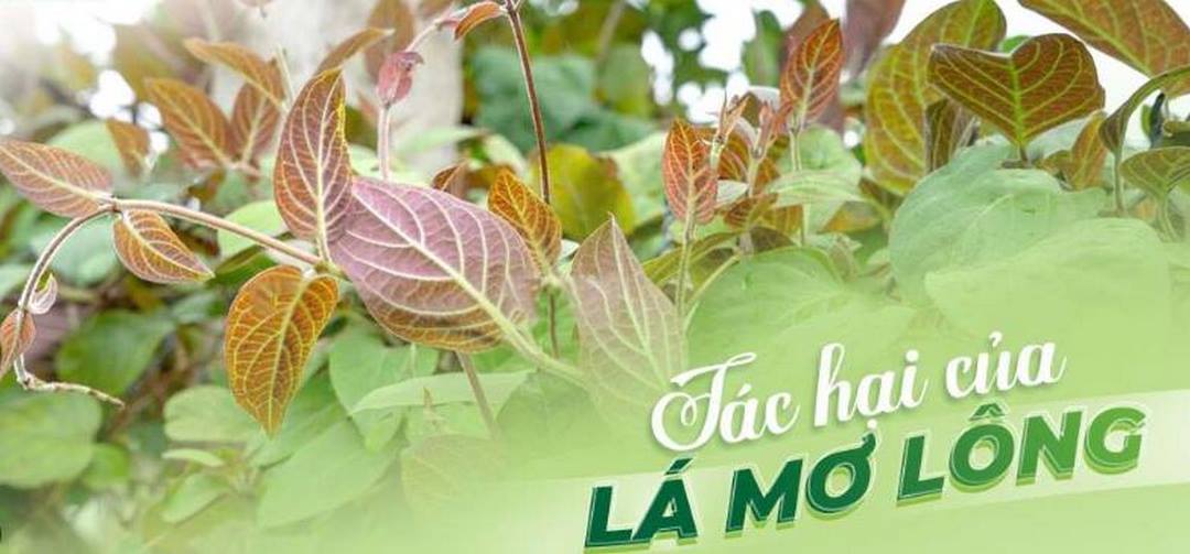 Tác hại của lá mơ khi ăn quá nhiều