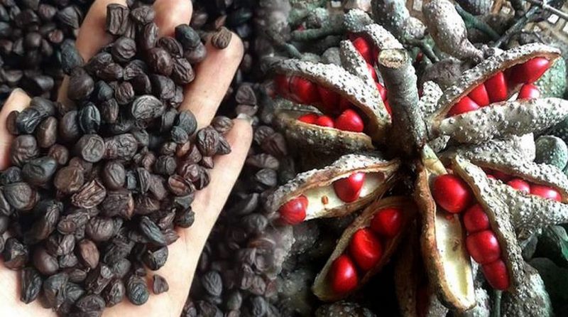 Hạt dổi rất giàu chất dinh dưỡng
