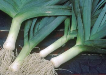 Hành Baro là một loại nguyên liệu giúp món ăn gia tăng hương vị