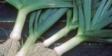 Hành Baro là một loại nguyên liệu giúp món ăn gia tăng hương vị