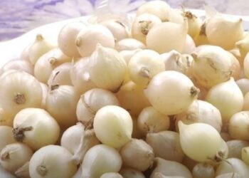 Các vitamin K có trong củ nén có tác dụng thần kỳ tới xương khớp