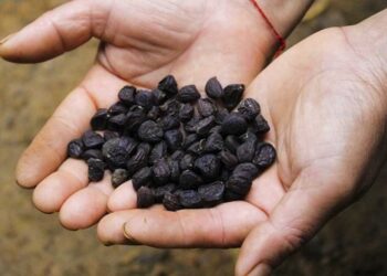 Hạt của quả dổi được xem như một loại vị thuốc quý tốt cho tiêu hóa