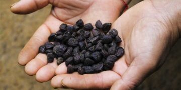 Hạt của quả dổi được xem như một loại vị thuốc quý tốt cho tiêu hóa