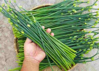 Hẹ được dùng phổ biến trong đời sống