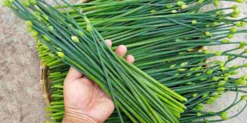 Hẹ được dùng phổ biến trong đời sống 