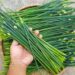 Hẹ được dùng phổ biến trong đời sống