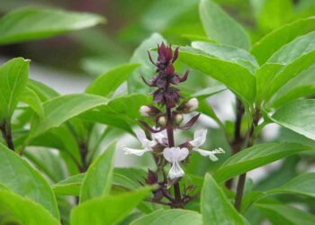 Rau húng quế là loài thực vật thân thảo có hoa màu trắng