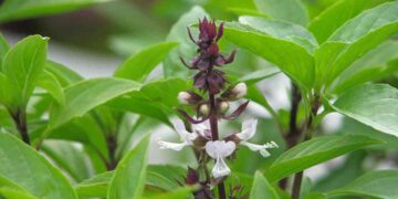 Rau húng quế là loài thực vật thân thảo có hoa màu trắng