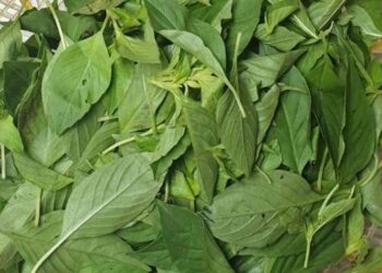 Lá é có một công dụng cực tuyệt vời trong chữa ho