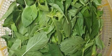 Lá é có một công dụng cực tuyệt vời trong chữa ho 