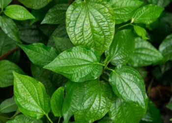 Sử dụng lá này để tắm chữa rôm sảy cực kỳ hiệu quả