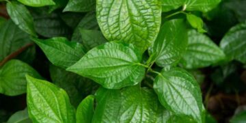 Sử dụng lá này để tắm chữa rôm sảy cực kỳ hiệu quả