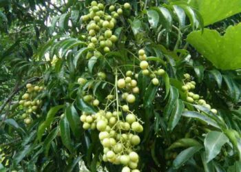 Lá mắc mật có màu xanh sẫm được trồng rất nhiều ở vùng núi đá vôi