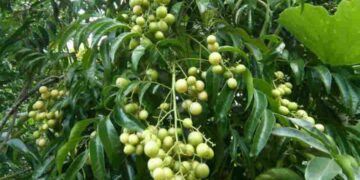 Lá mắc mật có màu xanh sẫm được trồng rất nhiều ở vùng núi đá vôi