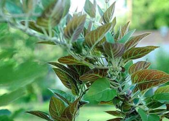 Dây lông mơ rất tốt cho đường ruột của con người