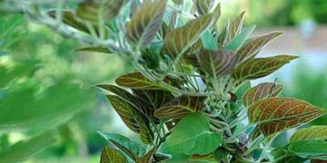 Dây lông mơ rất tốt cho đường ruột của con người