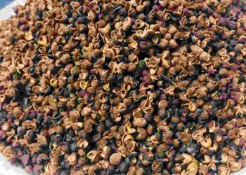 Sử dụng lượng vừa đủ hoàng mộc hôi 