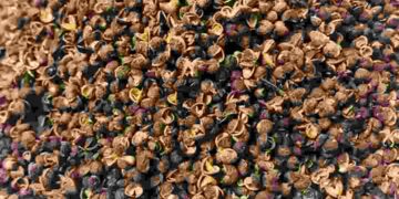 Sử dụng lượng vừa đủ hoàng mộc hôi 