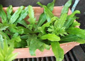 Ngò gai giúp tăng hương vị đồ ăn khiến thực khách mê mẩn