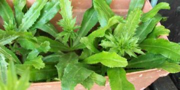 Ngò gai  giúp tăng hương vị đồ ăn khiến thực khách mê mẩn 