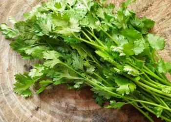 Loại rau này cực kỳ phổ biến trong bếp ăn người Việt