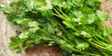 Loại rau này cực kỳ phổ biến trong bếp ăn người Việt