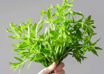 Loại rau này mọc rất phổ biến tại Việt Nam