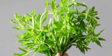 Loại rau này mọc rất phổ biến tại Việt Nam