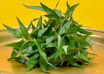 Rau răm có tác dụng cực tốt trong đông y