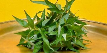 Rau răm có tác dụng cực tốt trong đông y 