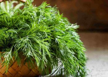 Đây là một loại cây cực kỳ phổ biến ở nhiều quốc gia