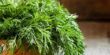 Đây là một loại cây cực kỳ phổ biến ở nhiều quốc gia