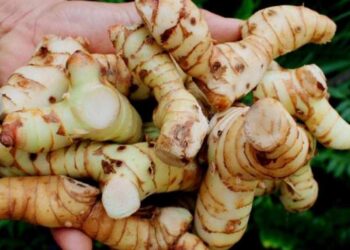 Sử dụng củ riềng để làm sạch các phần da bị tổn thương