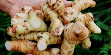 Sử dụng củ riềng để làm sạch các phần da bị tổn thương