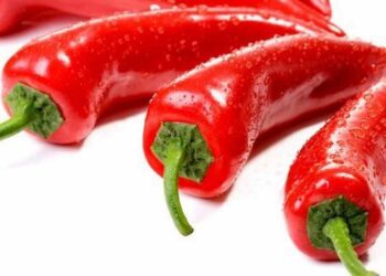 Ớt là loại quả thuộc họ cà, chuyên dùng để làm gia vị