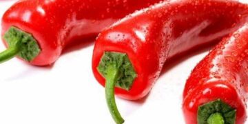 Ớt là loại quả thuộc họ cà, chuyên dùng để làm gia vị