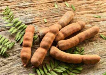 Hình dáng bên ngoài thường thấy nhất ở quả me truyền thống