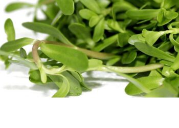 Loại rau xanh có mặt ở khắp mọi nơi trên đất nước