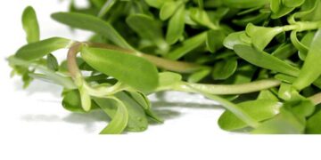 Loại rau xanh có mặt ở khắp mọi nơi trên đất nước 