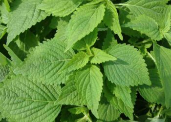 Hình ảnh dễ nhận biết nhất đối với loại rau đa công năng này