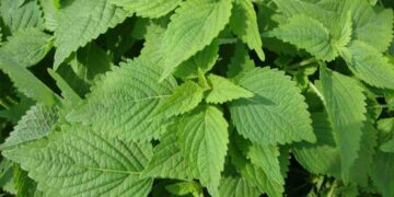 Hình ảnh dễ nhận biết nhất đối với loại rau đa công năng này