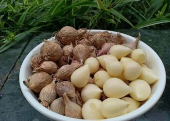 Lọc độc tố trong máu