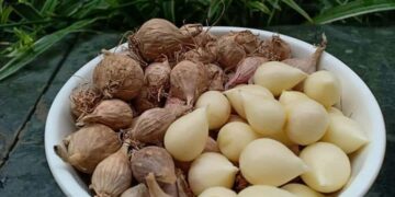 Lọc độc tố trong máu